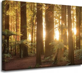 Vászonkép Nap sugarai Erdő Fák 40x30 cm Ajándéknak is tökéletes