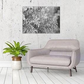 Kép - Lucfenyő erdő (70x50 cm)