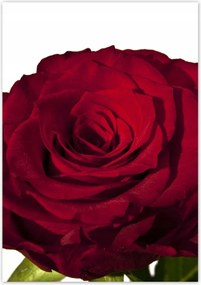 Poszterek 70x100 Vörös rózsa fehér között