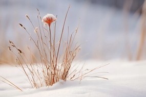 Poszter 45x30cm Tél a részletekben