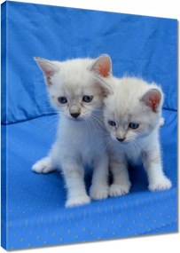 Vászonkép 60x80 Aranyos cicák Cicák