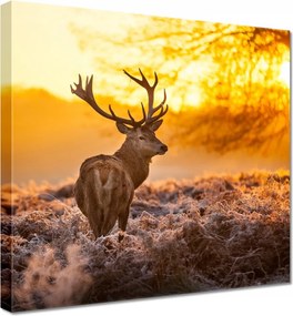 Vászonkép 70x70 Szarvas naplementekor