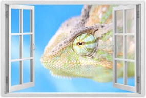 Poszterek 90x60 Kaméleon