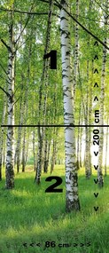 Fotótapéta ajtóra BIRCH GROVE 86x200 cm