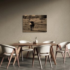 Üveg kép - Texasi tehén (70x50 cm)