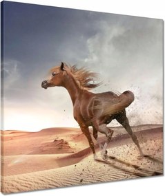 Vászonkép 50x50 Ló Lovak Lovaglás