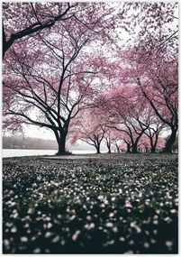 Poszterek 70x100 Fa Kilátás