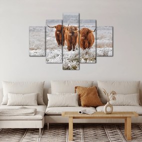 Kép - Skót tehenek (150x105 cm)