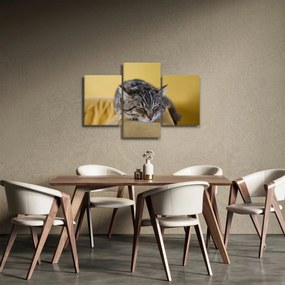 Macska a kanapén képe (90x60 cm)