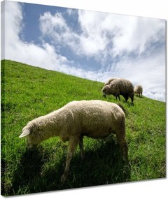 Vászonkép 40x40 Bárányok a legelőn