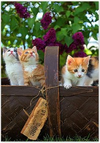 Poszterek 70x100 Cica Cicák