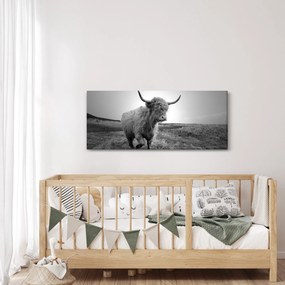 Kép - Skót tehén, fekete-fehér (120x50 cm)