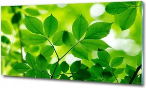 Fotó kép edzett üveg Levendula mező 125x50