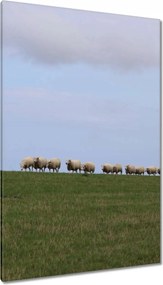 Vászonkép 80x120 Juh legeltetés Bárányok Juhok