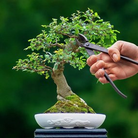 Bonsai ág vágó, fogó