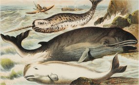 Fali fotótapéta Flizelin a szobába Tengeri óriások 416x254 Ragasztó