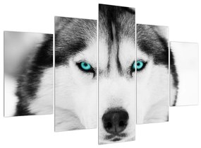 Husky kutya képe (150x105 cm)
