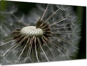 Képek 120x80 Pitypang belülről