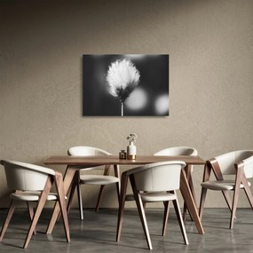 Üveg kép - Fekete-fehér pamutfű (70x50 cm)