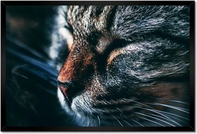 Poszterek keretben 60x40 Cica Cicák