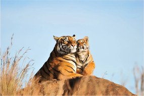 Kép - Tigris és a kölyke (90x60 cm)