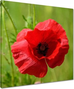 Vászonkép 50x50 piros mezei pipacs
