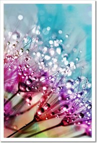 Poszterek keretben 40x60 Harmatcseppek Pitypang