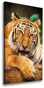 Vászonkép Bengáli tigris ocv-124110123