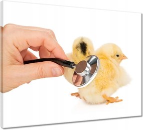 Vászonkép 50x40 Kis sárga csirkék