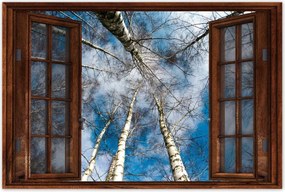Poszterek 90x60 Nyírfa