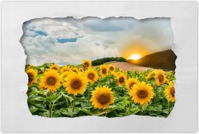 Poszterek 120x80 Tájkép Napraforgók