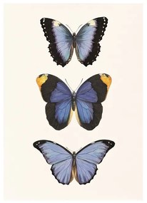Kék pillangók művészi nyomat, print A4