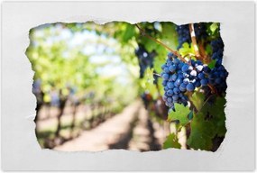 Poszterek 90x60 Szőlőbirtok napsütésben
