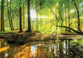 Tapéta vinil flizelin erdő fák köd természet kilátás 370x255cm