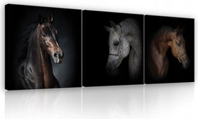 Vászonkép 75x25 Lovak triptichon animalizmus portré elegancia erő sötét háttér