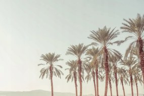 Poszter 45x30cm Pálmafák, Assaf Frank