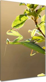 Vászonkép 80x120 Állatok