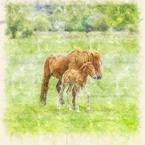 Poszter 20x20cm Ló és csikó 2, Assaf Frank