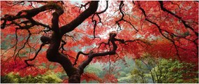 Red Japanese Maple, Portland, Oregon képe (120x50 cm)