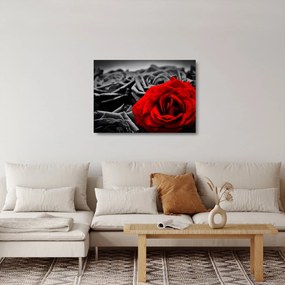 Kép - Rózsa virágok (üvegen) (70x50 cm)