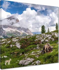 Vászonkép 50x50 Bárány a hegyekben Kilátás