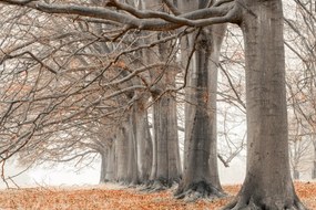 Poszter 60x40cm Fák egy sorban narancssárga levelek, Assaf Frank