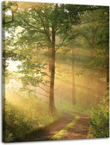Vászonkép Napfény Erdő Ösvény Természet 30x40 cm
