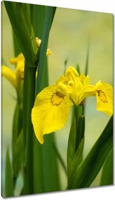 Vászonkép 80x120 Virágok