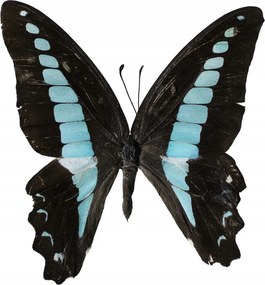 Poszter 50x70cm Pillangó fehér alapon 2, Assaf Frank