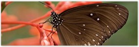 Poszterek 200x66 Barna pillangó