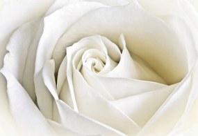 Flizelin fotótapéta Fehér rózsa finom elegancia 254x184 +ragasztó