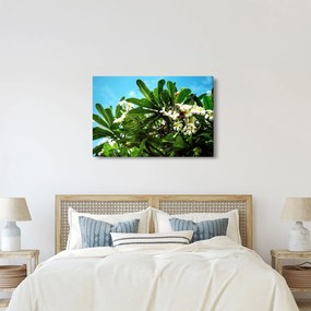 Kép - Plumeria (90x60 cm)