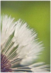 Poszterek 70x100 Pitypang Virág Virágok