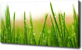 Fotótapéta nappaliba Fű 100x70 cm